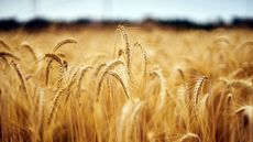 wheat field on sunny day